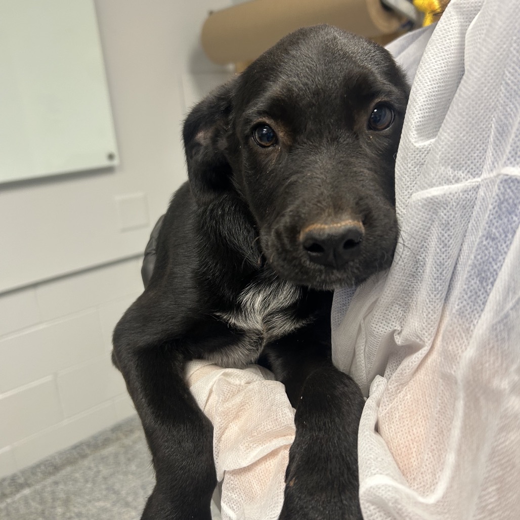 Shelter Stray Unknown Dog last seen , 328 Furman Hall Rd, Greenville, SC 29609, USA