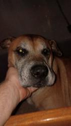 Found/Stray Male Dog last seen College st near Kansas expressway, Springfield, MO 65806