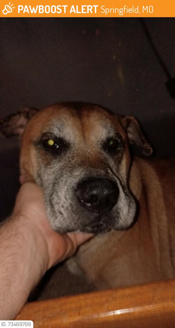 Found/Stray Male Dog last seen College st near Kansas expressway, Springfield, MO 65806