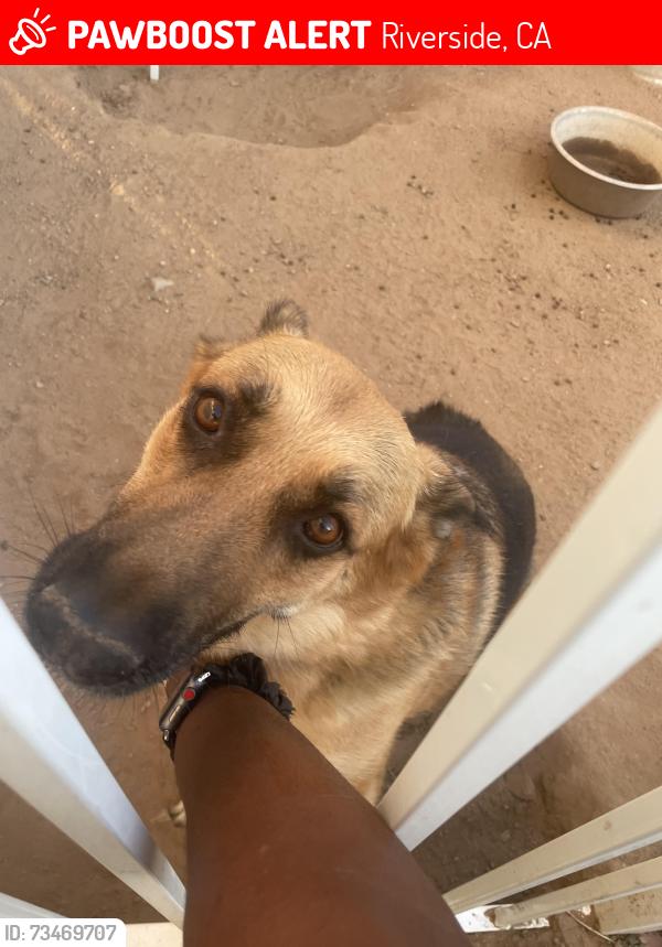Lost Female Dog last seen Dixie and Indiana Riverside, Riverside, CA 92503