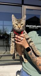 Found/Stray Male Cat last seen Kale & Countryside, Salem, OR 97305