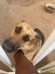 Lost Female Dog last seen Dixie and Indiana Riverside, Riverside, CA 92503