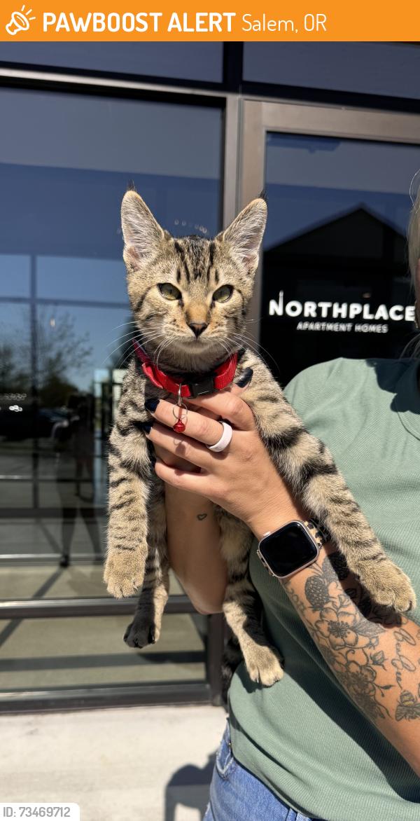 Found/Stray Male Cat last seen Kale & Countryside, Salem, OR 97305