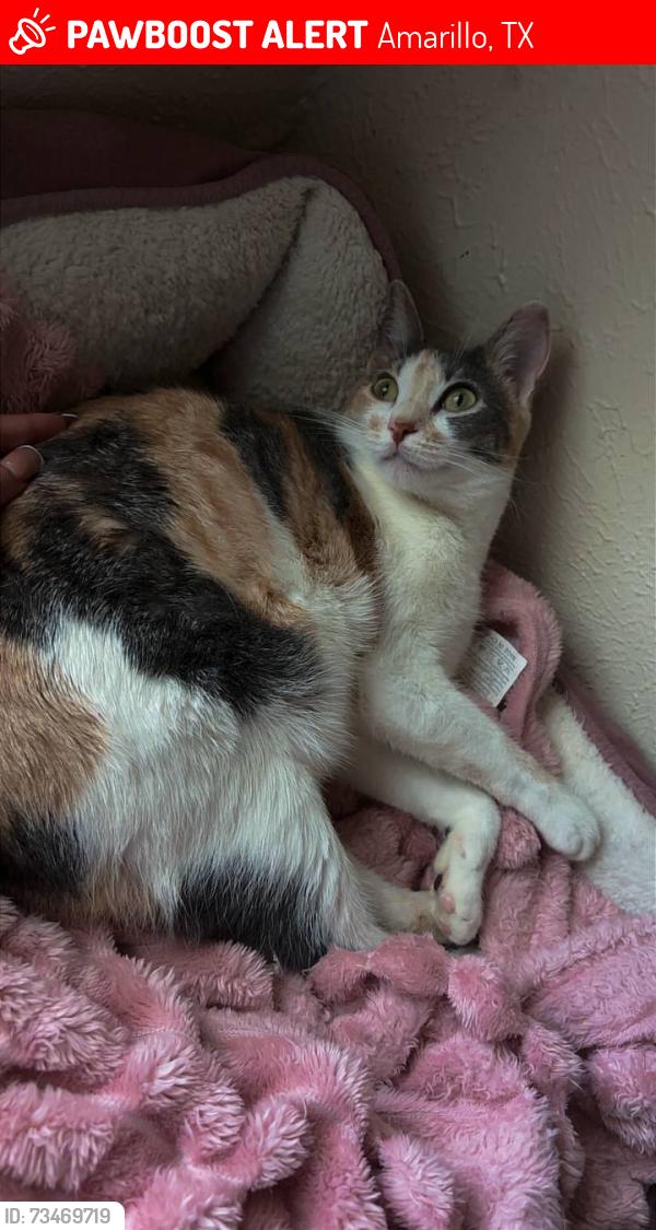 Lost Female Cat last seen Near Bell St Amarillo TX 79109, Amarillo, TX 79109