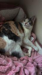 Lost Female Cat last seen Near Bell St Amarillo TX 79109, Amarillo, TX 79109