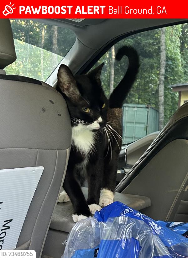 Lost Male Cat last seen Revis Mountain Road, Ball Ground, GA 30107