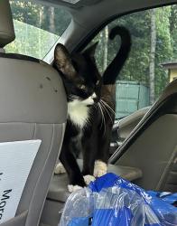 Lost Male Cat last seen Revis Mountain Road, Ball Ground, GA 30107