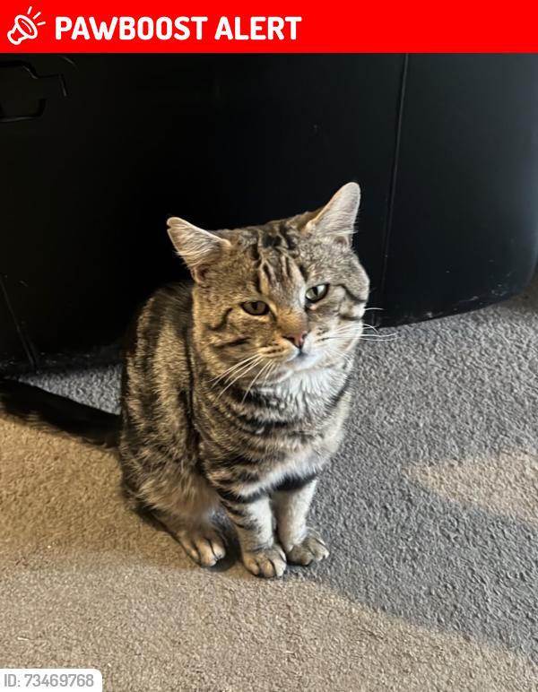 Lost Male Cat last seen Fawdon Place, West Yorkshire, England LS14