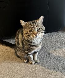 Lost Male Cat last seen Fawdon Place, West Yorkshire, England LS14