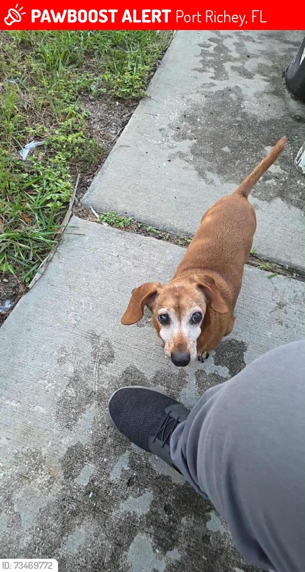 Lost Male Dog last seen Palm Lake Community, Port Richey, FL 34668