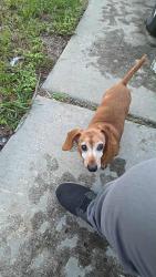 Lost Male Dog last seen Palm Lake Community, Port Richey, FL 34668