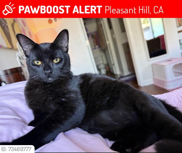 Lost Male Cat last seen Imt pleasant hill, Pleasant Hill, CA 94523