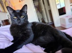Lost Male Cat last seen Imt pleasant hill, Pleasant Hill, CA 94523