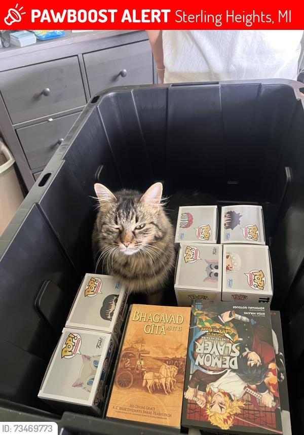 Lost Female Cat last seen Right by Clinton river trail, Sterling Heights, MI 48313