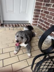 Reunited Male Dog last seen Grogans Mill and Reseach Forest, Shenandoah, TX 77381