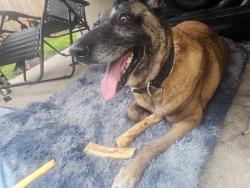 Reunited Female Dog last seen Popeyes/dollar general, Jacksonville, FL 32244