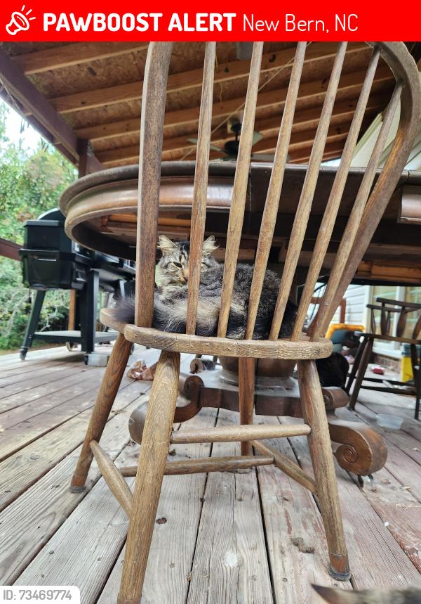 Lost Female Cat last seen Near Adell Ln, New Bern, NC, New Bern, NC 28562
