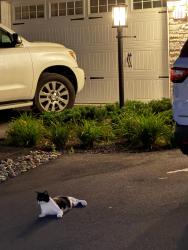 Found/Stray Unknown Cat last seen Lorish road getgo, Allegheny County, PA 15136