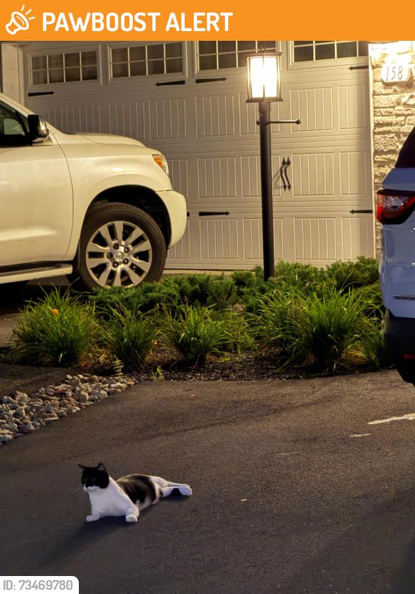 Found/Stray Unknown Cat last seen Lorish road getgo, Allegheny County, PA 15136