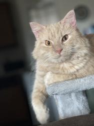 Reunited Male Cat last seen Albany ave, Hartford, CT 06120