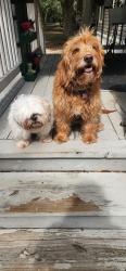 Reunited Male Dog last seen Manvel tx, Manvel, TX 77578