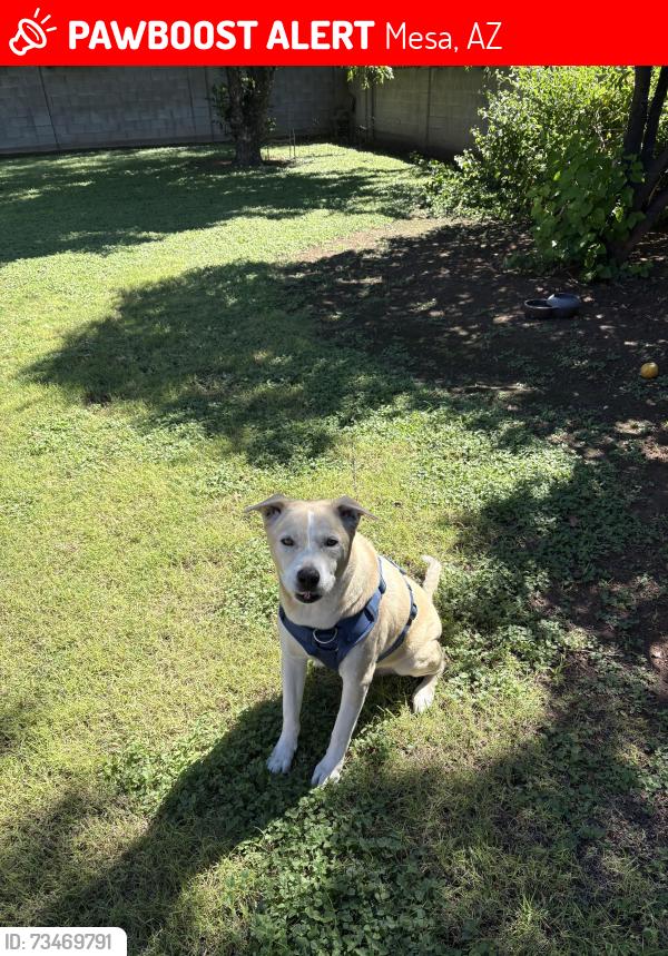 Lost Male Dog last seen Country Club & University, Mesa, AZ 85201
