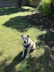 Lost Male Dog last seen Country Club & University, Mesa, AZ 85201