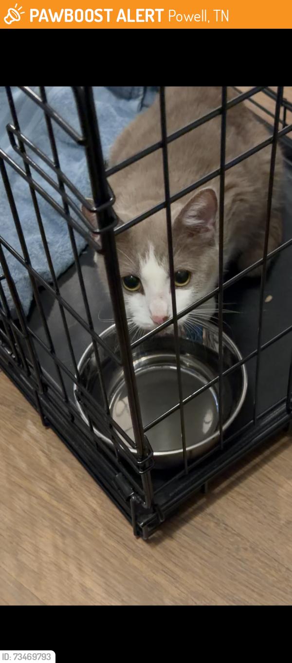Found/Stray Unknown Cat last seen Berkshire Blvd, Powell, TN 37849