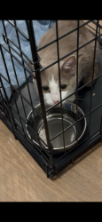 Found/Stray Unknown Cat last seen Berkshire Blvd, Powell, TN 37849