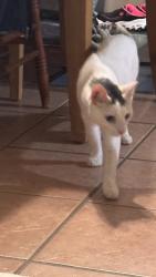 Reunited Male Cat last seen Whitehorse Ave, Hamilton Township, NJ 08610