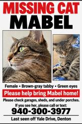 Lost Female Cat last seen Near Yale de, Denton, TX 76210