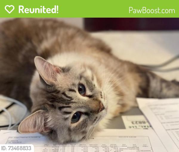 Reunited Male Cat last seen Buckhorn Ridge Subdivision, Valrico, FL 33594