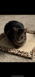 Reunited Female Cat last seen Jordan ridge lane and trunececk, Raleigh, NC 27603