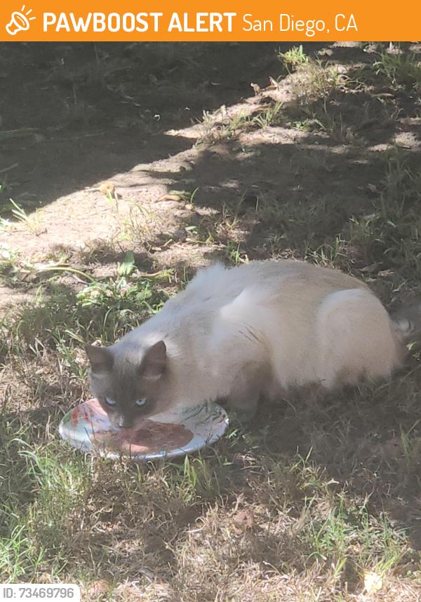 Found/Stray Unknown Cat last seen Near freeway, 22nd st, San Diego, CA 92101