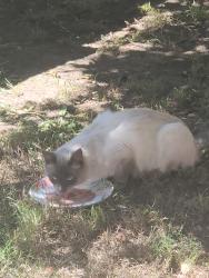 Found/Stray Unknown Cat last seen Near freeway, 22nd st, San Diego, CA 92101
