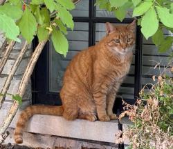 Found/Stray Male Cat last seen Grace & Hoyne, Chicago, IL 60618