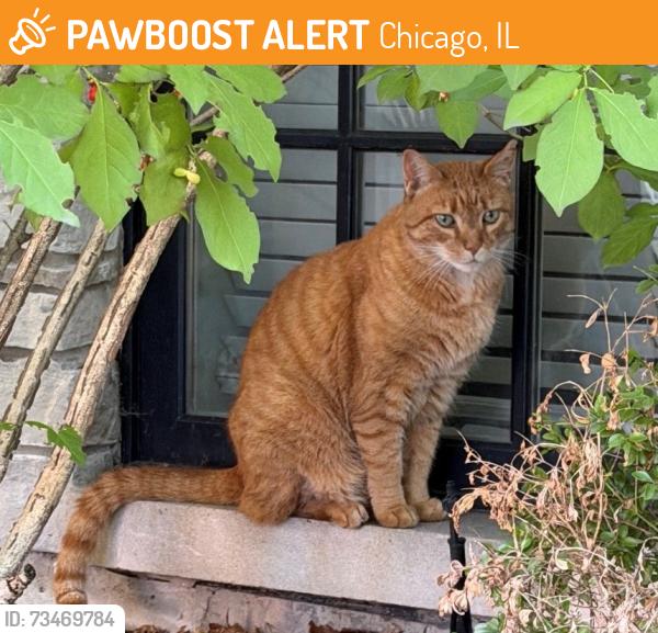 Found/Stray Male Cat last seen Grace & Hoyne, Chicago, IL 60618