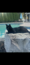 Reunited Male Cat last seen Last seen on pilgrim way, Walpole, MA 02081