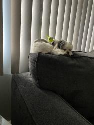 Reunited Male Dog last seen Bailey St, Pleasant St, Worcester, MA 01602