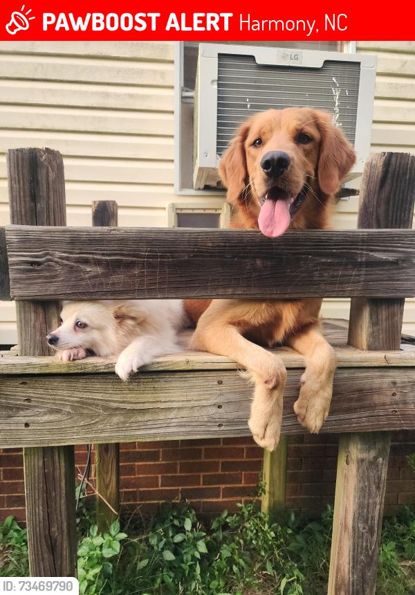 Lost Male Dog last seen Near Sheffield Road, Harmony, NC 28634