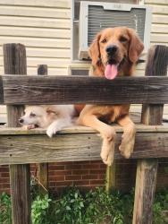 Lost Male Dog last seen Near Sheffield Road, Harmony, NC 28634