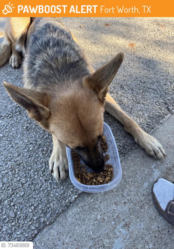Found/Stray Female Dog last seen Craig St. and Haynie, Fort Worth, TX 76112