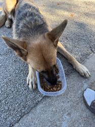 Found/Stray Female Dog last seen Craig St. and Haynie, Fort Worth, TX 76112