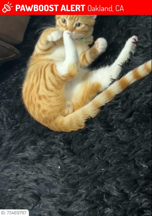 Lost Male Cat last seen Foothill blvd, Oakland, CA 94601