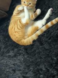 Lost Male Cat last seen Foothill blvd, Oakland, CA 94601
