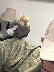 Found/Stray Unknown Bird last seen Park Bryan Lake Worth Beach, Lake Worth Beach, FL 33461