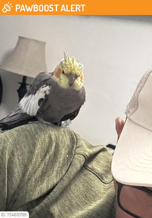 Found/Stray Unknown Bird last seen Park Bryan Lake Worth Beach, Lake Worth Beach, FL 33461