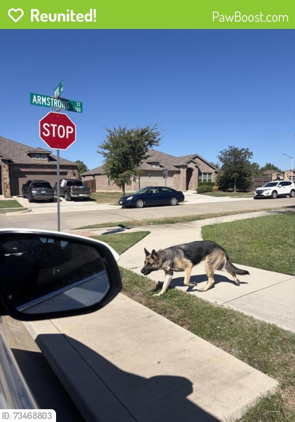 Reunited Female Dog last seen Empire st and Armstrong in Windsor oaks, Denton, TX 76209