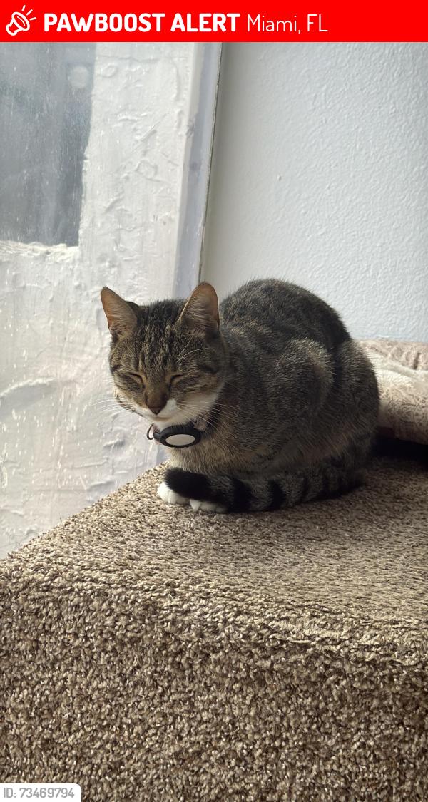 Lost Female Cat last seen SW 110th Avenue (in the Kendall area) SW 70th Street, Miami, FL 33173