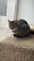 Lost Female Cat last seen SW 110th Avenue (in the Kendall area) SW 70th Street, Miami, FL 33173
